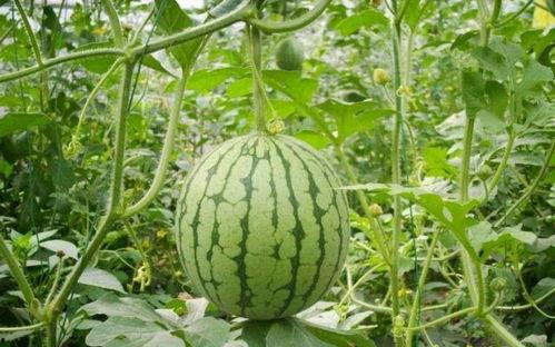 夜巴黎元梦吃瓜